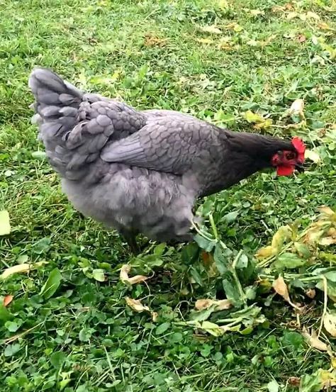 18 Blue Chicken Breeds (Chickens With Blue Feathers) Blue Wyandotte Chicken, Blue Americana Chicken, Rhode Island Blue Chicken, Production Blue Chicken, Blue Australorp Chickens, Blue Plymouth Rock Chicken, Blue Chicken Eggs, Americana Chickens, Delaware Chickens