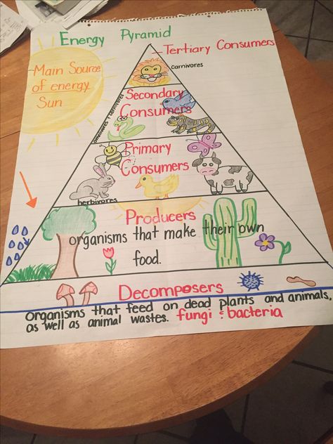 Food chain energy pyramid. 5th grade Food Chain Lesson Plan, Environmental Changes Anchor Chart, Food Webs Anchor Chart, Food Web Projects Ideas, Biomes Anchor Chart, Grade 4 Habitats, Energy Pyramid Project, Food Web Anchor Chart, Biology Chart Ideas