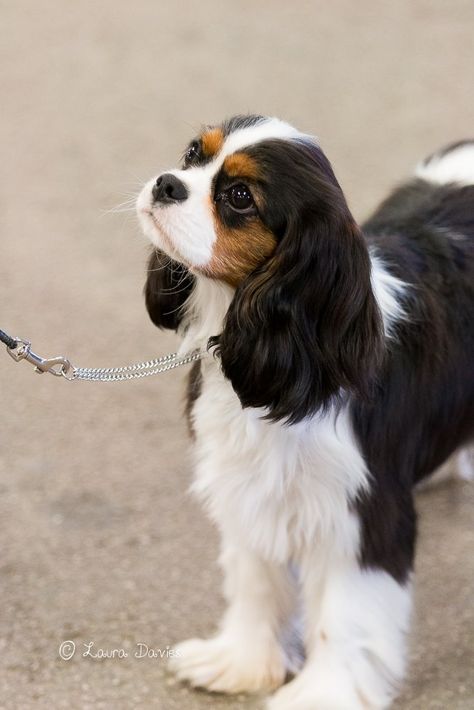 King Charles Cavalier Spaniel Black & Tan, Tricolor Cavalier King Charles Spaniel, Cavalier King Charles Spaniel Colors, King Charles Cavalier Spaniel Tri Color, Tricolour Cavalier King Charles Spaniel, Caviliar King Charles Spaniel, Cavalier King Charles Spaniel Puppies, Cavier King Charles Spaniel, King Cavalier Charles Spaniel