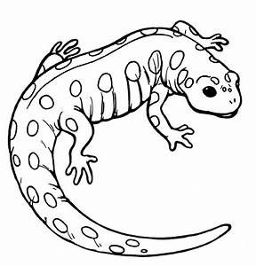 Mixed Media, Fictional Characters, Salamander Drawing, Cute Salamander, Sea Prints, To Color, Line Drawing, Image Search, Drawings