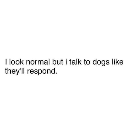 Humour, Animal Lover Quotes, Obsession Quotes, Cute Dog Quotes, Dog Mom Quotes, Funny Snapchat Stories, Mum Quotes, Dog Lover Quotes, Dog Obsessed