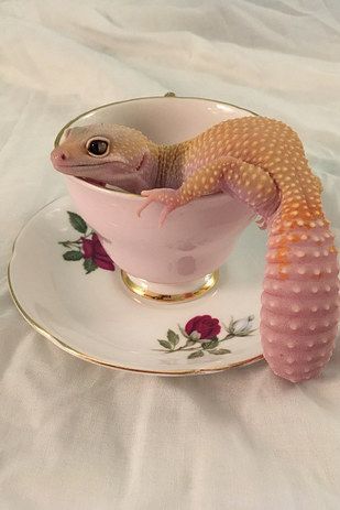 They can be glam AF. | 23 Pictures That Prove Lizards Are Very Good Boys Lizards, Gecko