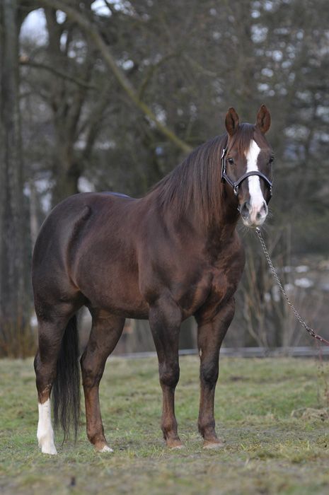 Photo Credit: Unknown Quarter Horse Stallion, Aqha Horses, American Quarter Horse, Majestic Horse, Chestnut Horse, Horses And Dogs, Horse World, All The Pretty Horses, Horse Crazy