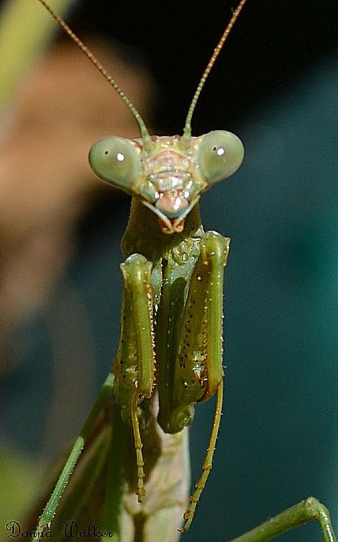 Nature, Prey Mantis, Preying Mantis, Mantis Religiosa, Cool Bugs, Pest Management, Beautiful Bugs, Praying Mantis, Arthropods