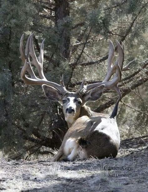 Beautiful Buck! Deer Pics, Mule Deer Hunting, Mule Deer Buck, Big Deer, Hunting Pictures, Deer Photos, Photo Animaliere, Deer Pictures, Wildlife Pictures