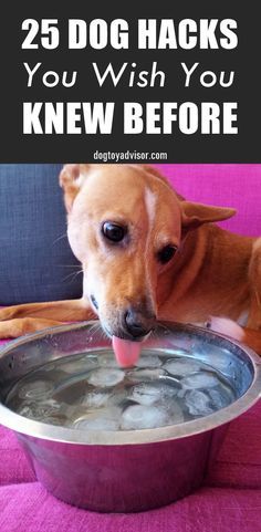 These Hacks Will Make Every Dog Owner's Life Easier Dog Life Hacks, Dog Remedies, Dog Behavior Training, Dog Advice, Mental Stimulation, Dog Facts, Dog Hacks, Dog Info, Dog Care Tips