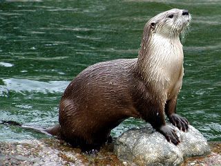 River Otters Swimming | The River Otter | Interesting Sea Animal Otter Facts, Otter Love, Otters Cute, River Otter, Nature Tour, Water Animals, Sea Otter, Cute Creatures, Exotic Pets