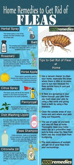 Essential Oils For Animals Kill Fleas On Dogs, Flea Shampoo For Dogs, Dog Flea Remedies, Home Remedies For Fleas, Flea Remedies, Remedies For Glowing Skin, Rosemary Herb, Flea Shampoo, Cedar Oil