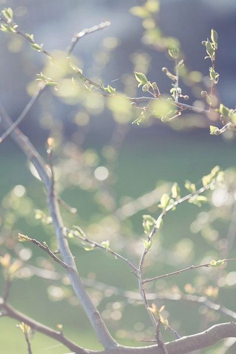 Nature, Mother Nature, Image Nature, Spring Inspiration, Flower Field, Nature Beauty, Beautiful World, Spring Time, Beautiful Nature