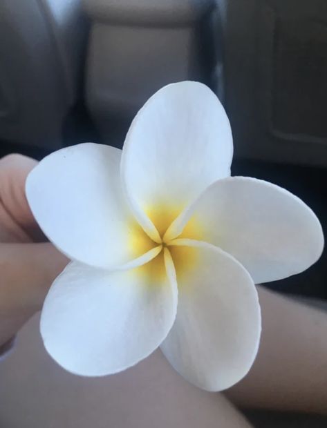 This flower: Don't Look At These 19 Photos Unless You Wanna Feel A Strange Sense Of Inner Peace Symmetry In Nature, Rainbow Bath Bomb, The Golden Mean, Geometry In Nature, Radial Pattern, Satisfying Pictures, Geometric Nature, Asiatic Lilies, Visual Aesthetics