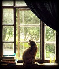 Home Decor Books, Decor Books, Cat Window, Garden Animals, Curious Cat, Cat Books, Outdoor Cats, Cat Photography, Stray Cat