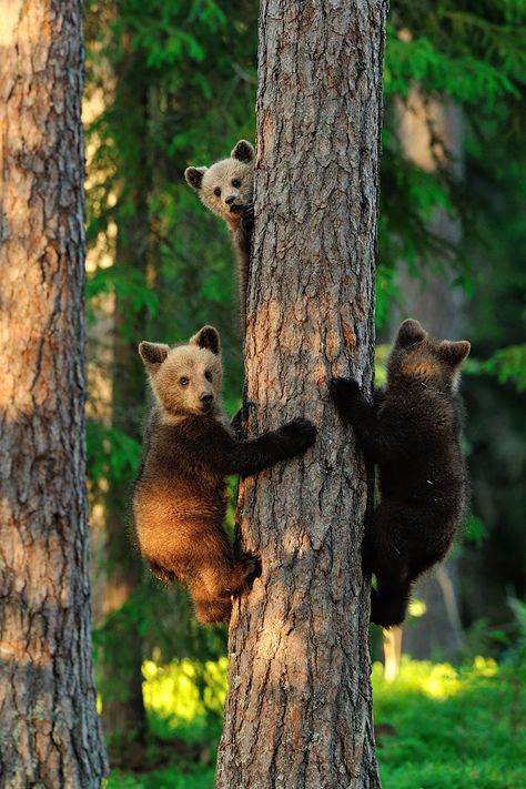 Big Bears Teaching Their Teddies How To Bear Photo Ours, National Geographic Photo Contest, National Geographic Photography, Photo Animaliere, Momma Bear, Photography Contests, Bear Cubs, Big Bear, National Geographic Photos