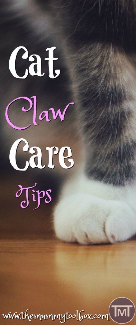 Who doesn't love a mani-pedi?? Make sure that you take care of your cat's claws with these claw care tips to avoid health complications in the future. #catcare #catclaws #cat #cats #CatWeek Herding Cats, Warrior Cats Books, Sick Cat, Cat Health Care, Cat Care Tips, Kitten Care, Cat Parenting, Cat Claws, Dog Care Tips