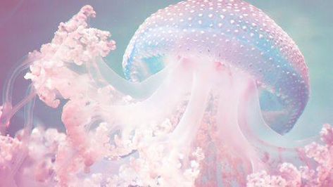 Cute Pink Aesthetic, Jellyfish Underwater, Pink Jellyfish, Princess Jellyfish, Coconut Dream, Pastel Cute, Mako Mermaids, Mermaid Aesthetic, Pink Mermaid