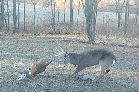 When the rut is still going, not much gets a big buck riled up quite like a decoy. In fact, deployed at the right time, a whitetail decoy will sometimes be more effective than any other method out there for getting a big buck to drop his guard. Case in point is the amazing trail […] The post Big Buck Falls for Decoy Three Times, Reacts Differently Each Time appeared first on Wide Open Spaces. Big Whitetail Bucks, Big Buck, Whitetail Bucks, Wide Open Spaces, Big Bucks, White Tail, Open Spaces, Right Time, Just Go