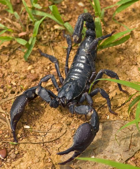 ˚Asian Forest Scorpion - Thailand Asian Forest Scorpion, Drawing Scorpion, Scorpion Pictures, Scorpion Drawing, Asian Forest, Scorpion Art, Venomous Animals, Scorpio Scorpio, Animal Aesthetic