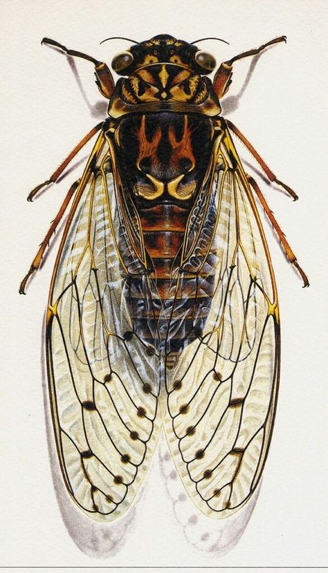 aquarelle insecte ☆ Cicada Illustration, Cool Insects, Insect Tattoo, Beetle Insect, Cool Bugs, Bug Art, Beautiful Bugs, Arthropods, Creepy Crawlies