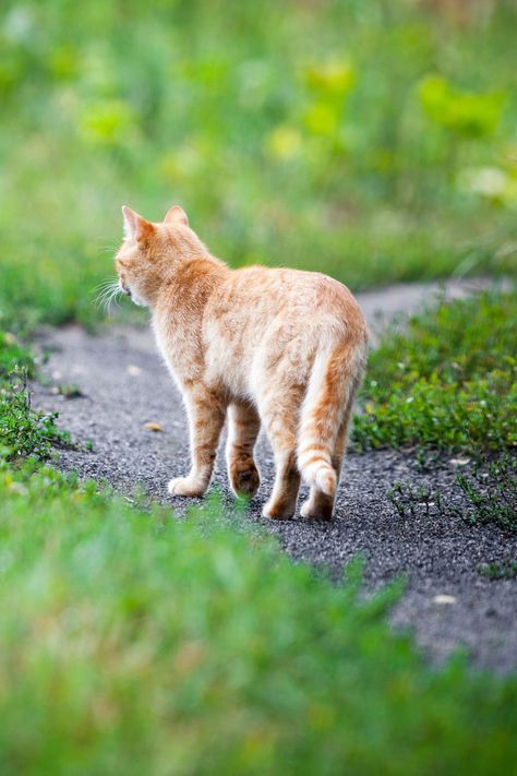 Cat Walking Back View, Cat Walking Reference, Cat Walking Drawing, Cat Walking Away, Cat From Behind, Cats Walking, Walking Tips, Cat Running, Walking Cat