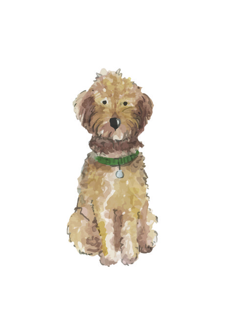 Croquis, Goldendoodle Watercolor, Dog Watercolor Painting, Portraits Pop Art, Doodle Print, Dog Prints, 강아지 그림, Golden Doodle, Doodle Dog
