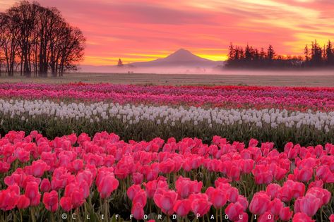 Tulip Festival, Wooden Shoe, Laptop, Festival