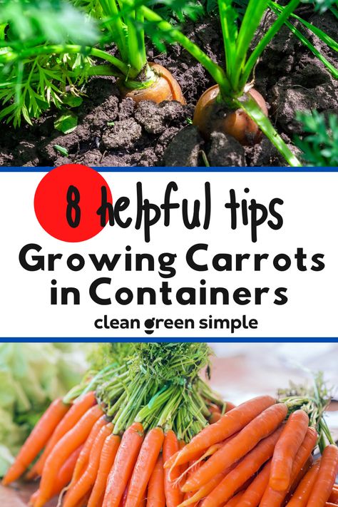 Nature, Planting Carrots In Grow Bags, Growing Veg In Pots, How To Plant Carrots In Containers, How To Grow Carrots In A Pot, Carrots In Containers Growing, Growing Carrots In Buckets, Grow Carrots In Container, Growing Carrots In Grow Bags