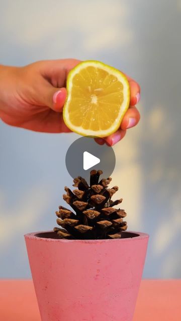 5-Minute Green on Instagram: "Cool hacks for plant lovers! #5mingreen #plantlovers #planthacks #rosegarden" Pot Ideas For Plants Indoor, Garden Tricks And Tips, Planting In Pots Outdoor, Plant Diy Ideas, Gardening Hacks Ideas, Plants From Scraps, Green Garden Ideas, Non Flowering Plants, Diy For Garden