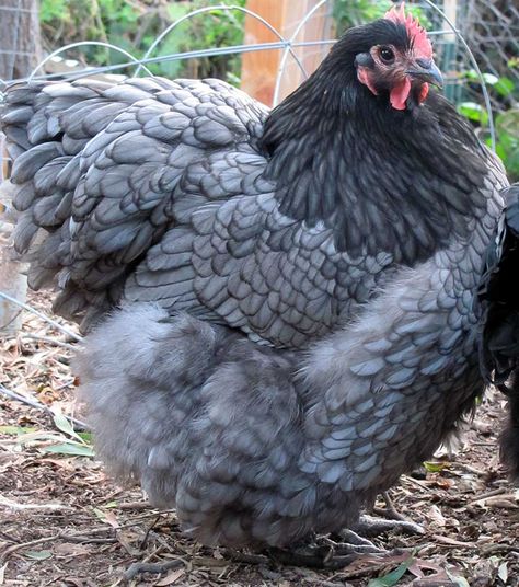 Production Blue Laying Hens Breeds, Lavender Orpington Chickens, Blue Chicken, Chicken Pictures, Fancy Chickens, Beautiful Chickens, Chicken Chick, Hen Chicken, Keeping Chickens