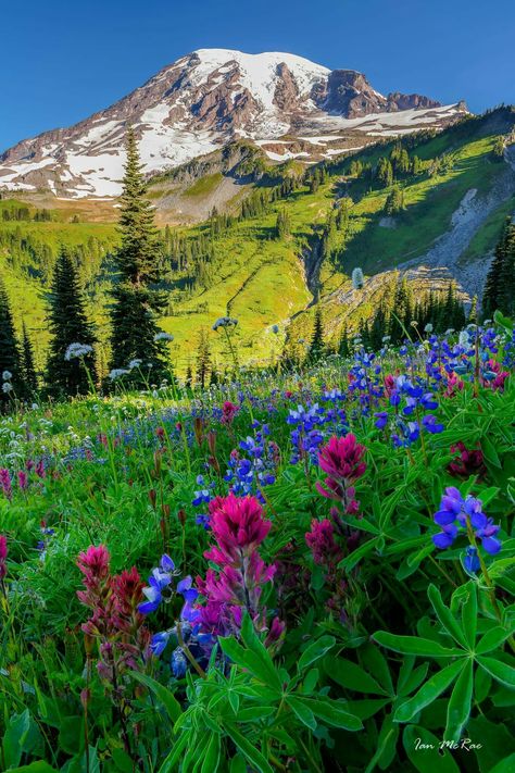 Jewels of Paradise Mt Rainer, Beautiful Place In The World, Scenic Pictures, Beautiful Places To Live, Pastel Sec, Scenery Pictures, Place To Live, Beautiful Locations Nature, Beautiful Landscape Wallpaper