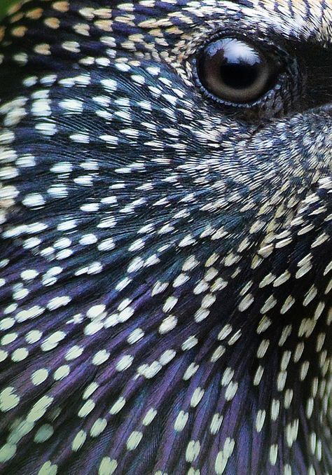 Starling, Texture Inspiration, Bird Wings, Animal Skin, Bird Photo, Bird Photography, Patterns In Nature, Nature Animals, Bird Watching