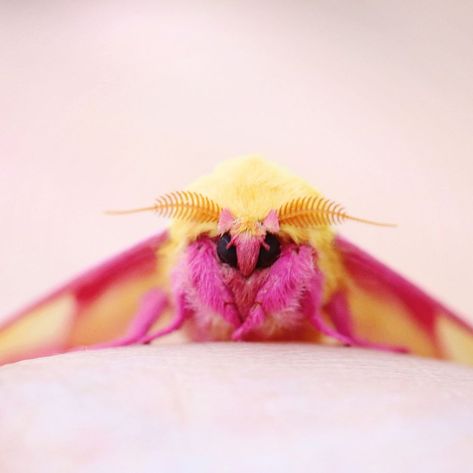 Nature, Pink Maple Moth, Roses Maple Moth, Rosemary Maple Moth, Rosie Maple Moth, Rosey Maple Moths, Rosy Maple Moth Art, Rose Maple Moth, Pink And Yellow Moth