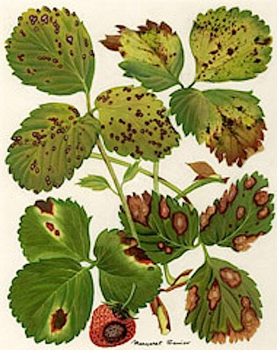 Diagnosing Strawberry Leaf Diseases (Image:  Margaret Senior) Strawberry Leaf, Strawberry Beds, Strawberry Leaves, Strawberry Planters, Garden Remedies, Plant Pests, Strawberry Garden, Leaves Illustration, Plant Problems