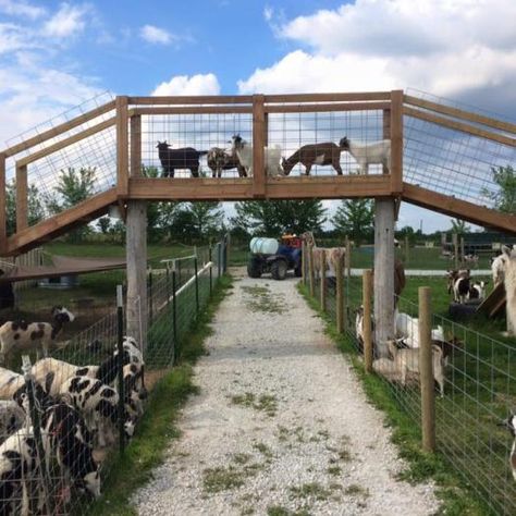 Goat Playground, Goat Shelter, Goat Pen, Goat House, Raising Farm Animals, Safari Kids, Goat Barn, Backyard Chicken Farming, Farm Plans