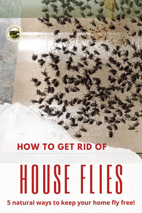 Best Way To Get Rid Of Flies In House, Catching Flies In House, How To Trap Flies In The House, Flys In House Get Rid Of, How To Get Rid Of Nets Flies In House, Home Remedy For Flies In House, Sewer Flies How To Get Rid Of, Catch Flies In House, Fly Bait Recipe