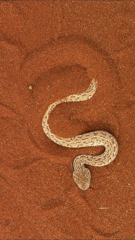 Sidewinder snake Sidewinder Snake Drawing, Nature, Sidewinder Snake Tattoo, Sidewinder Snake, Sand Snake, Desert Snake, The Potter's Hand, Australian Desert, Wild Animals Photography