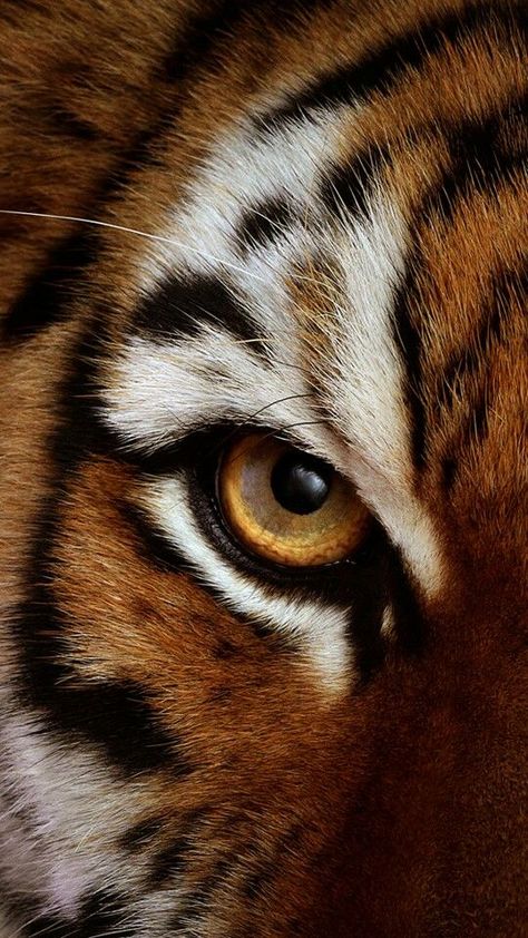 Photo Oeil, Regard Animal, Tiger Photography, Big Cats Photography, Regnul Animal, Animal Eyes, Tiger Artwork, Tiger Pictures, Tiger Painting