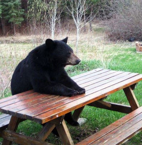 black bear sitting on picnic table waiting lunch              today we got vegetables salad :)       huh           how about no... :D    ... Nosara, Funny Bears, Love Bear, Black Bear, 귀여운 동물, Bones Funny, Polar Bear, Puns, Animals Beautiful