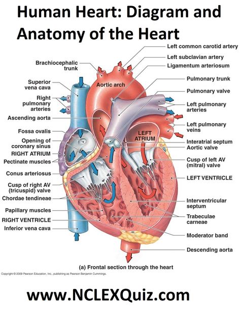 Human Heart: Diagram and Anatomy of the Heart internal anatomy of the heart  Heart Diagram: Right/left Atria, Right/left Ventricles, Pulmonary Trunk, Aorta, Superior/inferior Vena Cavae, Pulmonary Veins, Coronary Sinus, Right/left Atrioventricular valves (tricuspid + bicuspid), Chordae Tendinae, Interatrial Septum, Interventricular Septum, Aortic and Pulmonary Semilunar Valves, Coronary Arteries and Cardiac Veins. Human Heart Diagram, Human Heart Anatomy, Heart Diagram, Heart Anatomy, Medical Student Study, Nursing School Survival, Human Body Anatomy, Nursing School Studying, Nursing School Notes