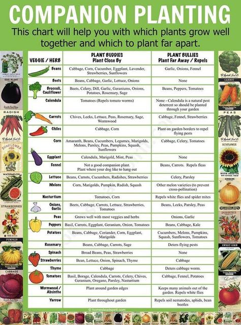 Kebun Herbal, Planting Chart, Plantarea Legumelor, Different Types Of Plants, Companion Planting Chart, Companion Gardening, Garden Companion Planting, Vegetable Garden Planning, Veg Garden