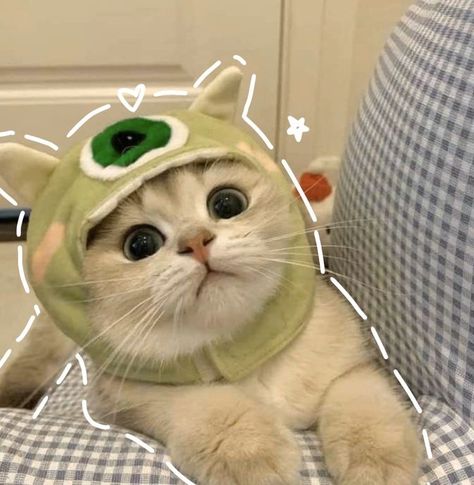 Cute Cat Costumes, Wallpaper Gatos, Haiwan Comel, Cute Puppies And Kittens, Anak Haiwan, Cat Profile, Funny Cat Wallpaper, Silly Cats Pictures, Cute Cats Photos