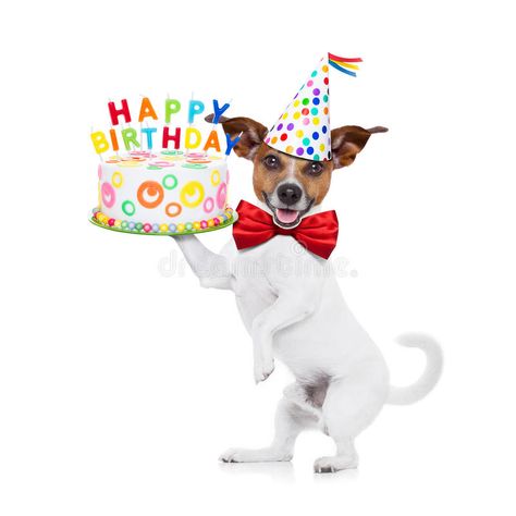 Happy birthday dog. Jack russell dog holding a happy birthday cake with candels , red tie and party hat on , isolated on white background stock images Jack Russell Happy Birthday, Happy Birthday Jack Russell, Chien Jack Russel, Dog Happy Birthday, Birthday Dogs, Dog Stock Photo, Happy Birthday Dog, Birthday Card Sayings, Birthday Dog