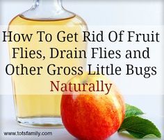 Natural Insect Repellent For Fruit Flies, Drain Flies And Other Insects Drain Flies, Get Rid Of Fruit Flies, Cute Diy Projects, Natural Insect Repellant, Fruit Flies, Homemade Cleaning Products, Insect Repellent, Natural Health Remedies, Natural Living