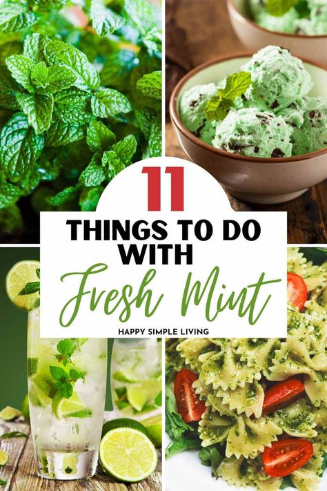 Fresh mint plants, mint chocolate chip ice cream, mint pesto and mint mojitos cocktails. Drinks To Make With Mint Leaves, Chocolate Mint Recipes Fresh, Thai Mint Recipes, What To Make With Fresh Mint Leaves, Appetizers With Mint, Cooking With Mint Leaves, Recipes With Chocolate Mint Leaves, Mint Herb Recipes, Peppermint Recipes Fresh