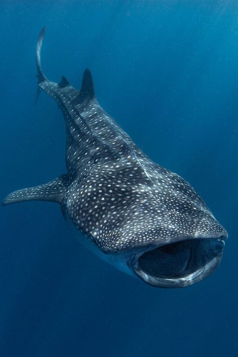 Whale Sharks Cute, Whale Shark Photo, Sea Creature Reference, Whale Shark Reference, Sea Fish Photography, Whale Shark Photography, Sea Animals Photography, Whales Photography, Sea Life Photography