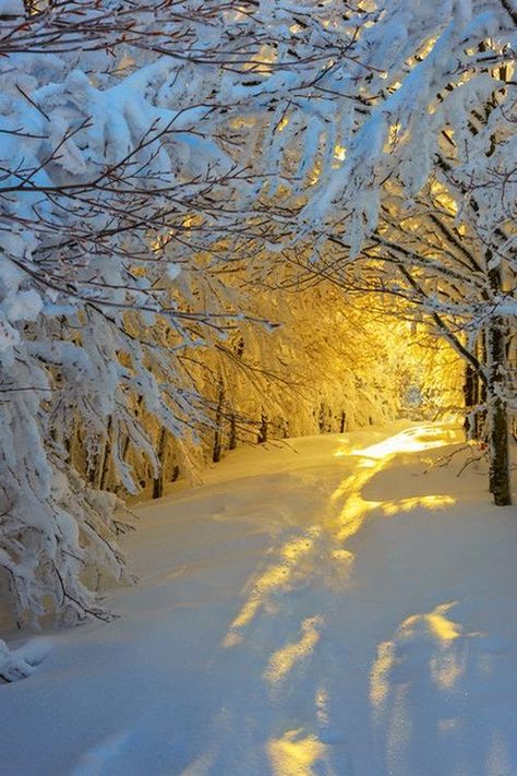 Nancy's Daily Dish: New Year's Morning Snowy Woods, Winter Sunrise, Lukisan Cat Air, Winter Scenery, Snow Scenes, Winter Beauty, Winter Wonder, Winter Pictures, Alam Yang Indah