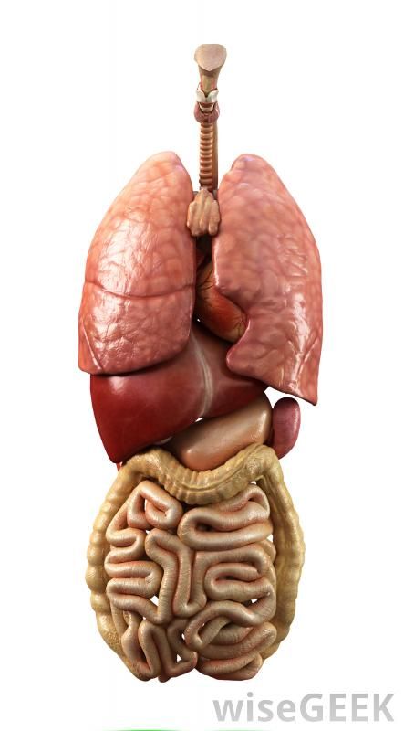 Human internal organs, including the spleen, which is located to the right of the stomach. Lung Anatomy, Anatomy Organs, Human Digestive System, Human Body Facts, Human Body Organs, Human Organ, Human Body Anatomy, Human Anatomy Drawing, Organ System