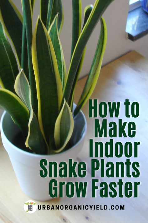 How To Grow A Snake Plant, Green House Plants Gardening, How To Use Plants As Decor, When To Repot Snake Plant, Propagating A Snake Plant, Propergate Snake Plant, Snake Plant Potting Ideas, How To Plant Snake Plant In A Pot, Grow Snake Plant From Leaf