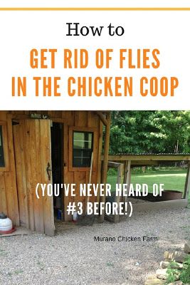 Chicken coops attract flies, but with these simple tricks you can keep flies out of the chicken coop. You've probably never heard of #3 before, but it's my secret weapon! Raising Chickens For Beginners, Chickens For Beginners, Home Staging Ideas, Boho Plants, Urban Chicken Farming, Get Rid Of Flies, Chicken Poop, Portable Chicken Coop, Backyard Chicken Farming