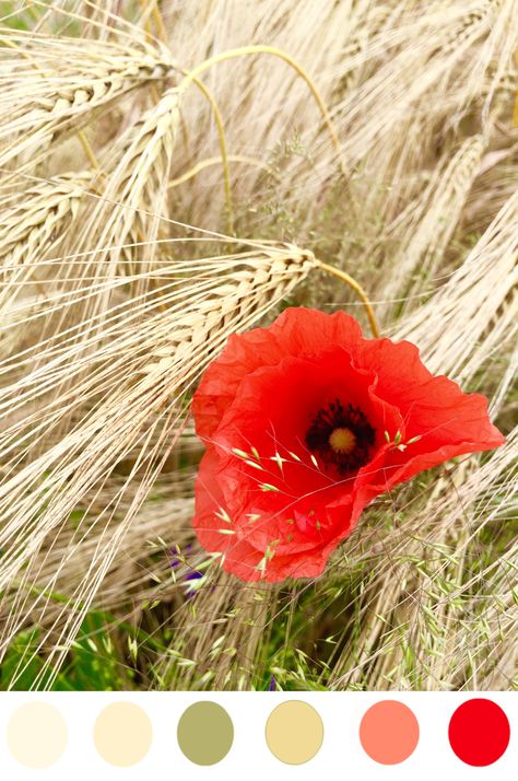 California Poppy Color Palette, Wheat Color Palette, Poppy Color Palette, Palette Design, California Poppy, Color Palette Design, Wedding Color Palette, Wedding Color, Red Poppies