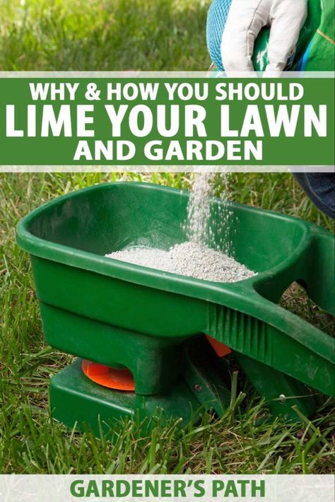 Grass Patches Lawn, Lime For Lawns, Reseeding Lawn, Lawn Repair, Lawn Pests, Aerate Lawn, Unique Garden Decor, Lawn Care Tips, Lawn Fertilizer