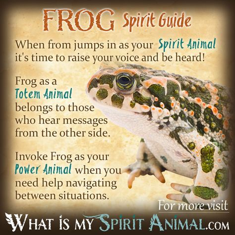 Frog Symbolism & Meaning | Spirit, Totem, & Power Animal Frog Symbolism, Animal Totem Spirit Guides, Native American Zodiac, Symbolism Meaning, Native American Animals, Spirit Animal Meaning, Animal Meanings, Spirit Animal Totem, Animal Spirit Guide